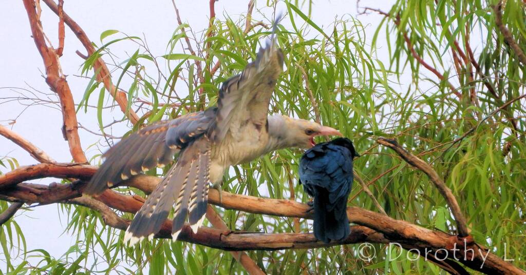 Channel-billed Cuckoo with foster parent Torresian Crow