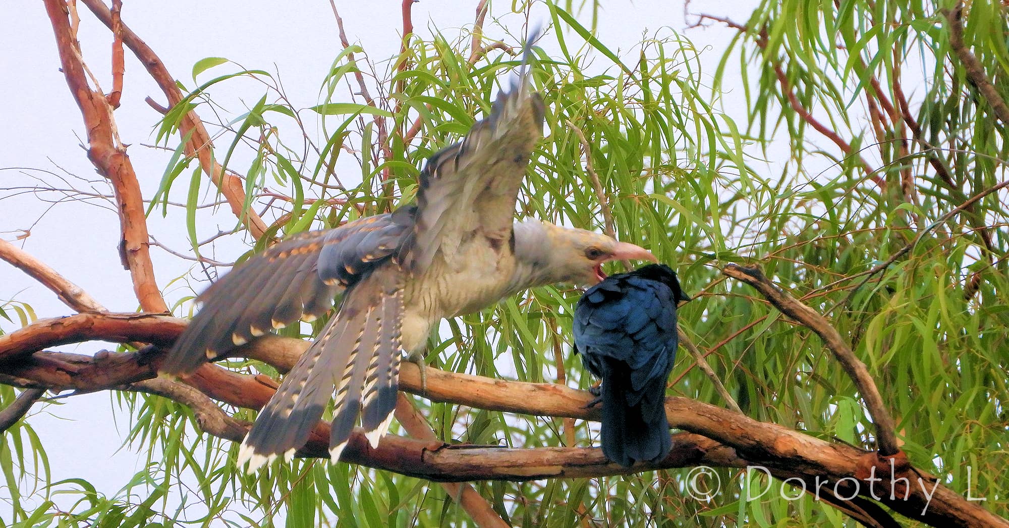 Channel-billed Cuckoo with foster parent Torresian Crow