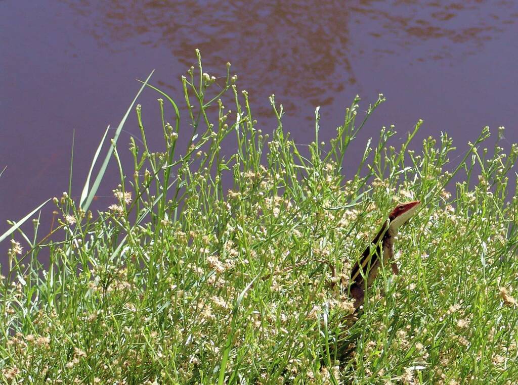 Long-nose Dragon, Ormiston Gorge
