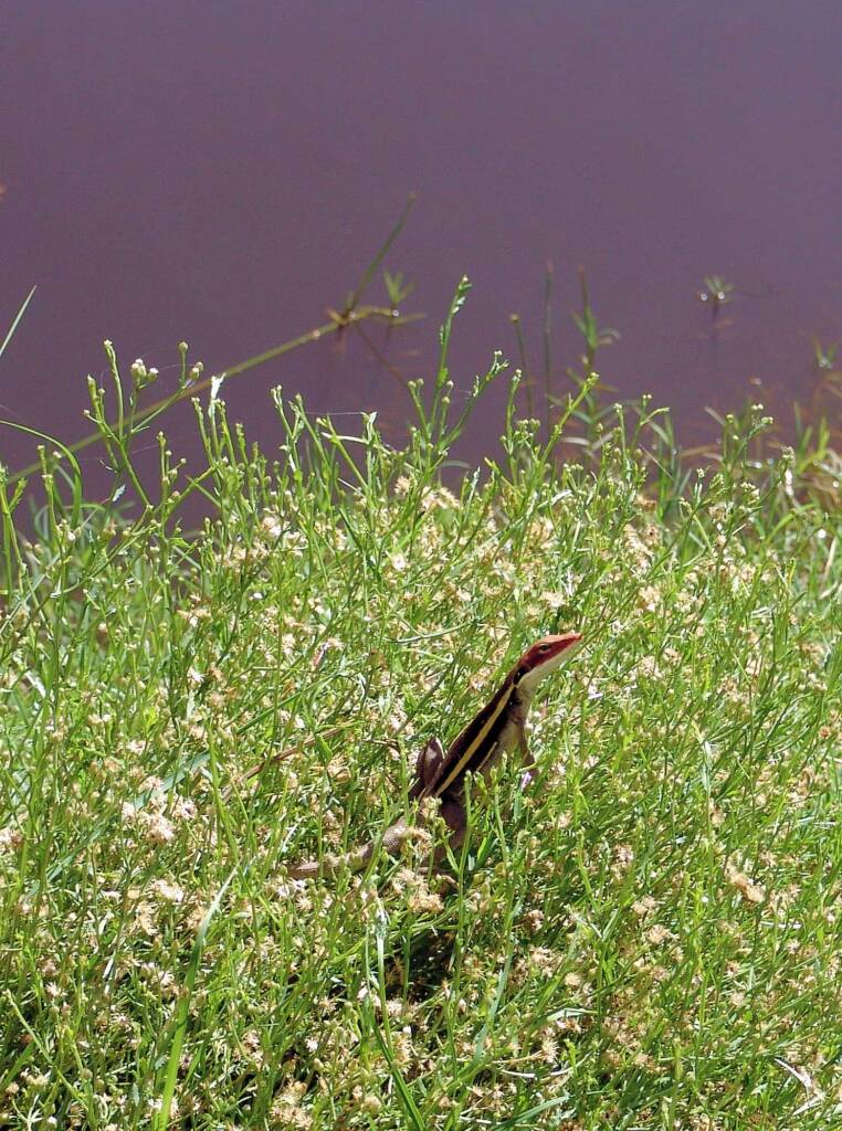 Long-nose Dragon, Ormiston Gorge