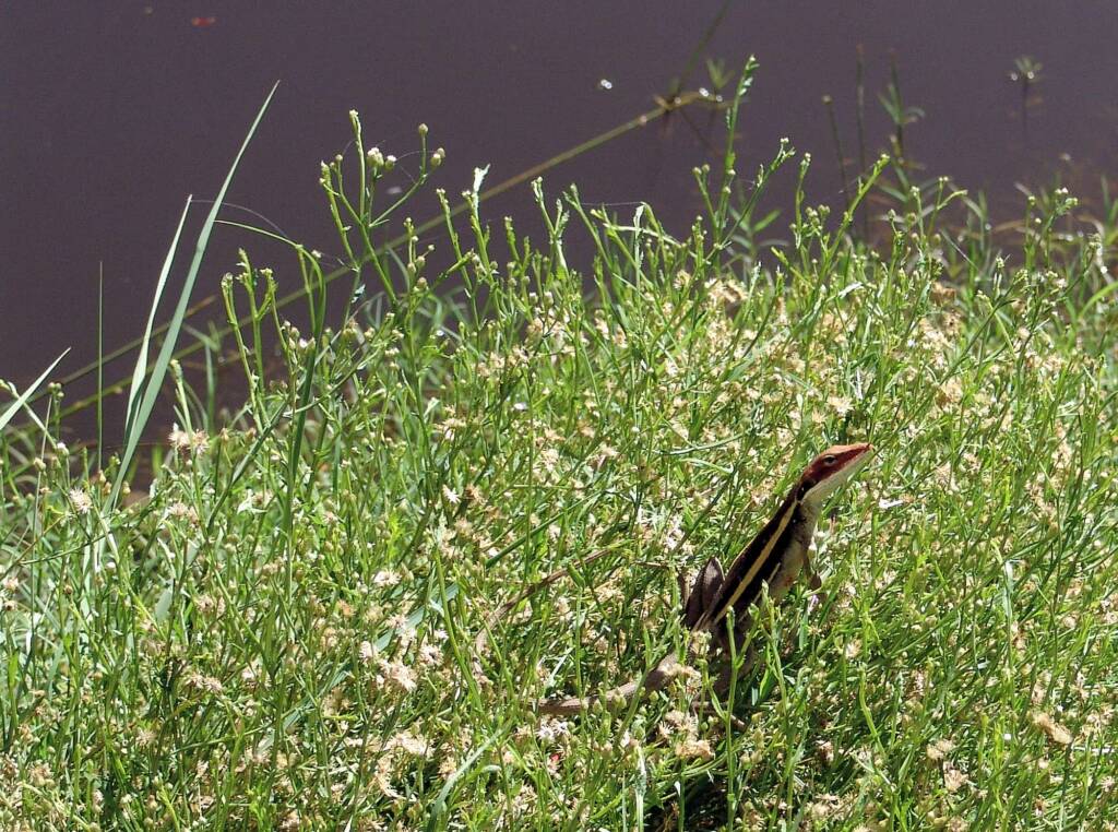 Long-nose Dragon, Ormiston Gorge