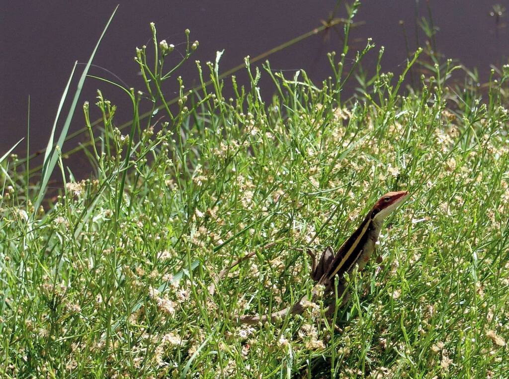 Long-nose Dragon, Ormiston Gorge