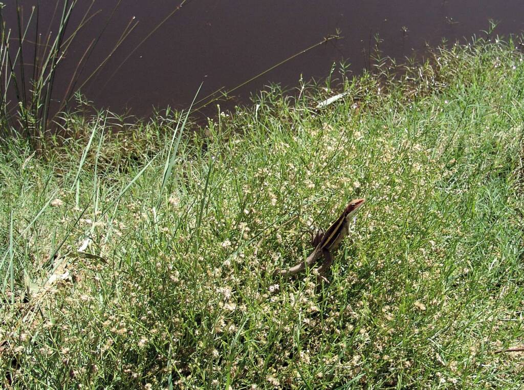 Long-nose Dragon, Ormiston Gorge