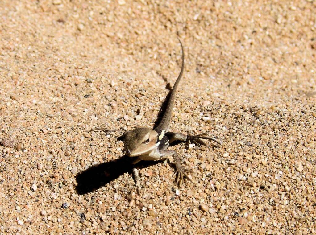 Long-nose Dragon, Ormiston Gorge