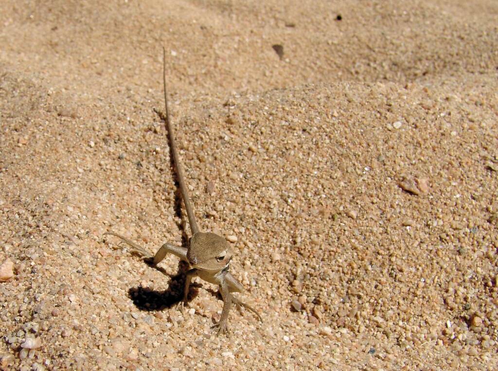 Long-nose Dragon, Ormiston Gorge