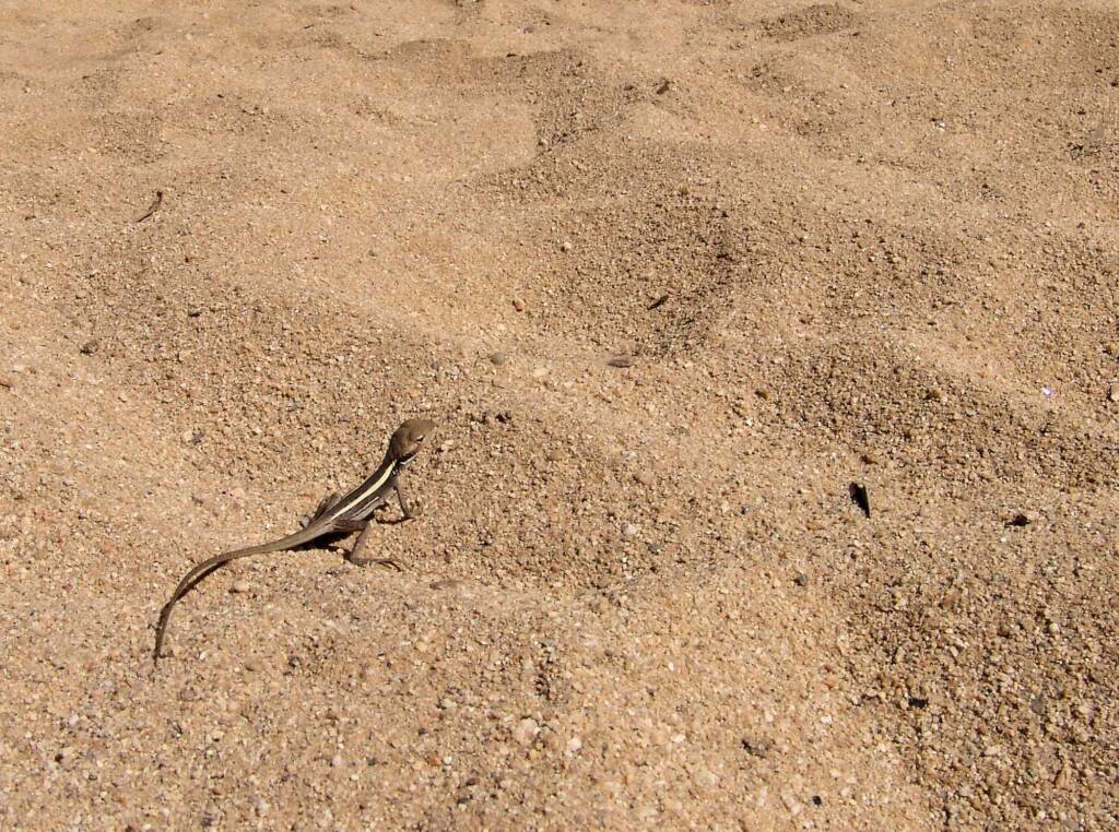 Long-nose Dragon, Ormiston Gorge
