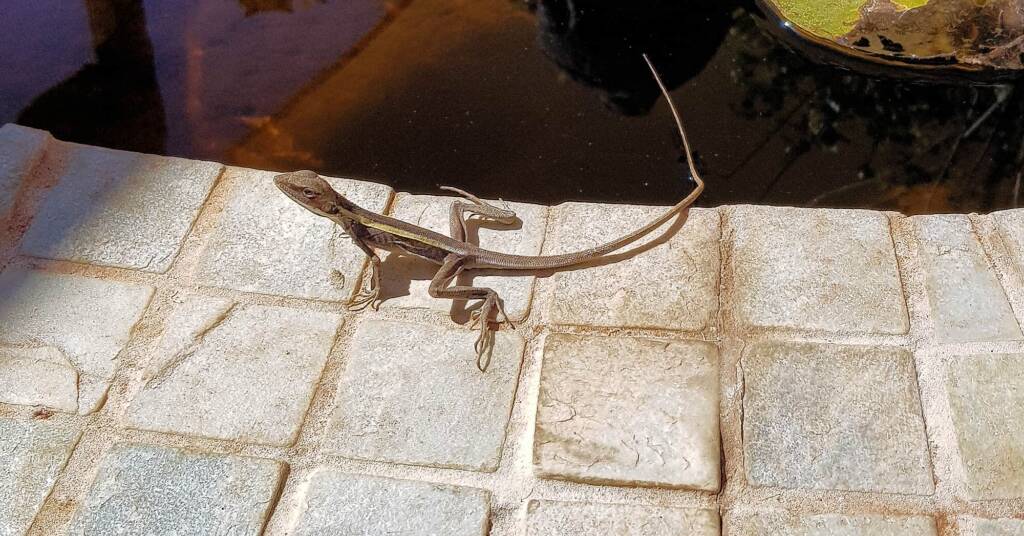 Long-nosed Dragon (Gowidon longirostris), Alice Springs, NT