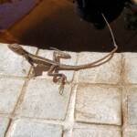 Long-nosed Dragon (Gowidon longirostris), Alice Springs, NT