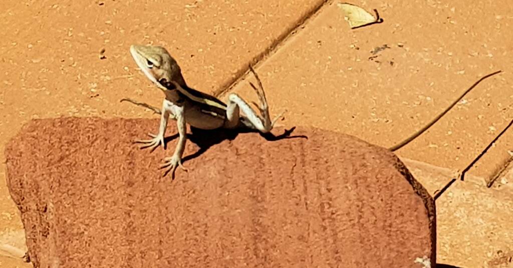 Long-nosed Dragon (Gowidon longirostris), Alice Springs, NT