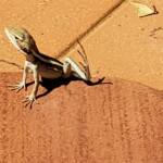 Long-nosed Dragon (Gowidon longirostris), Alice Springs, NT