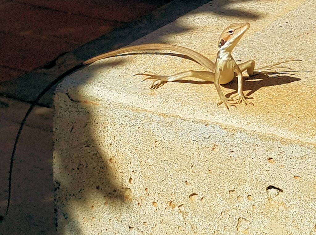 Long-nosed Dragon (Gowidon longirostris), Alice Springs, NT
