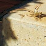Long-nosed Dragon (Gowidon longirostris), Alice Springs, NT