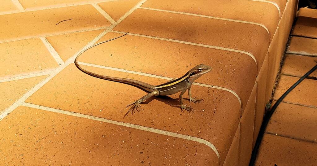 Long-nosed Dragon (Gowidon longirostris), Alice Springs, NT