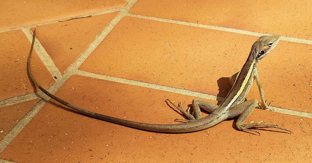 Long-nosed Dragon (Gowidon longirostris), Alice Springs, NT