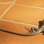 Long-nosed Dragon (Gowidon longirostris), Alice Springs, NT