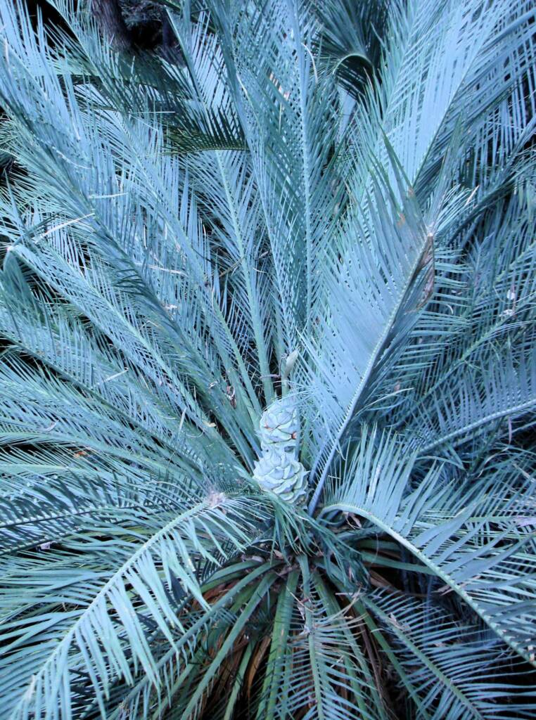 Macdonnell Ranges Cycad (Macrozamia macdonnellii), Kings Canyon