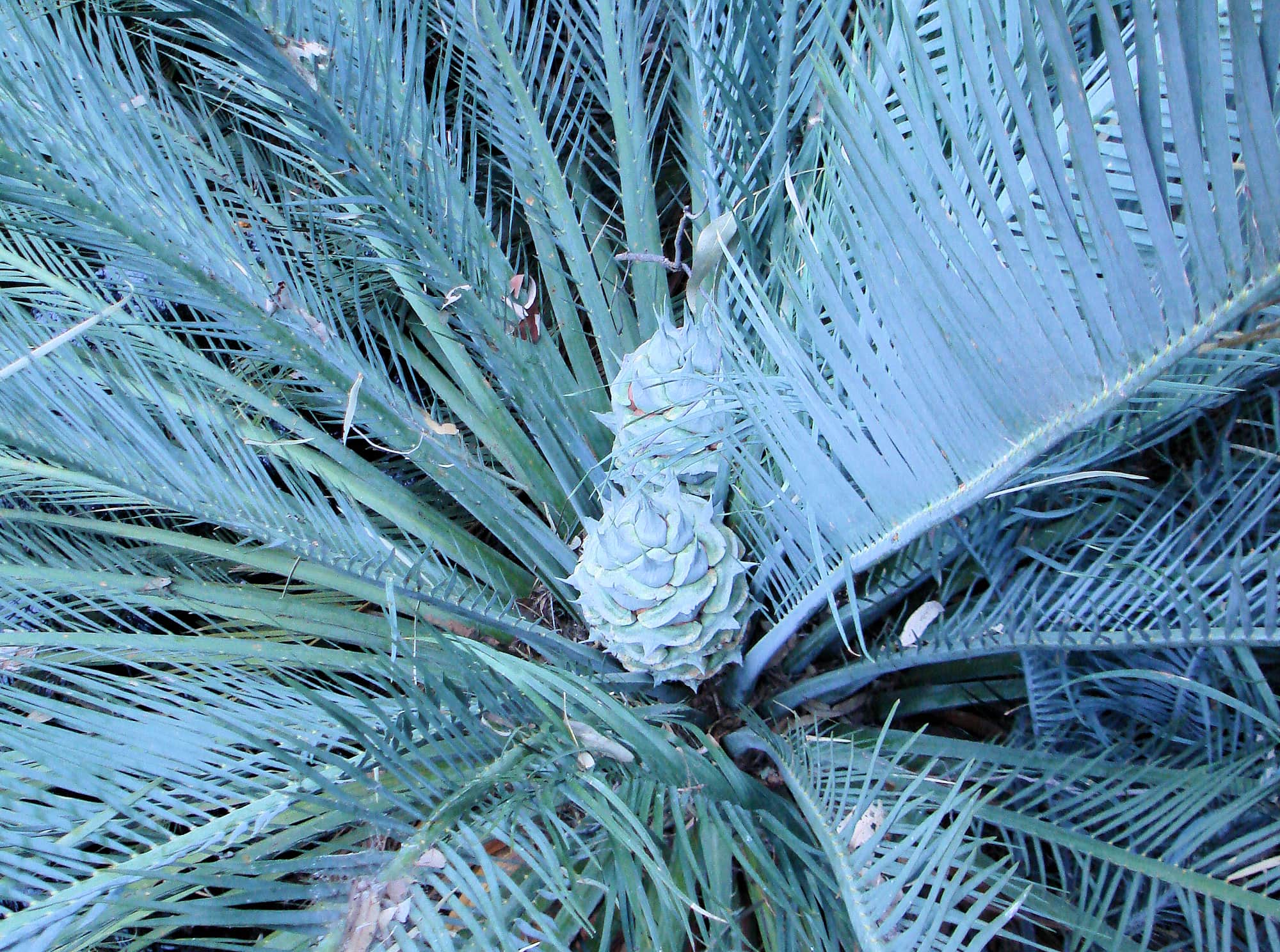 Macdonnell Ranges Cycad (Macrozamia macdonnellii), Kings Canyon