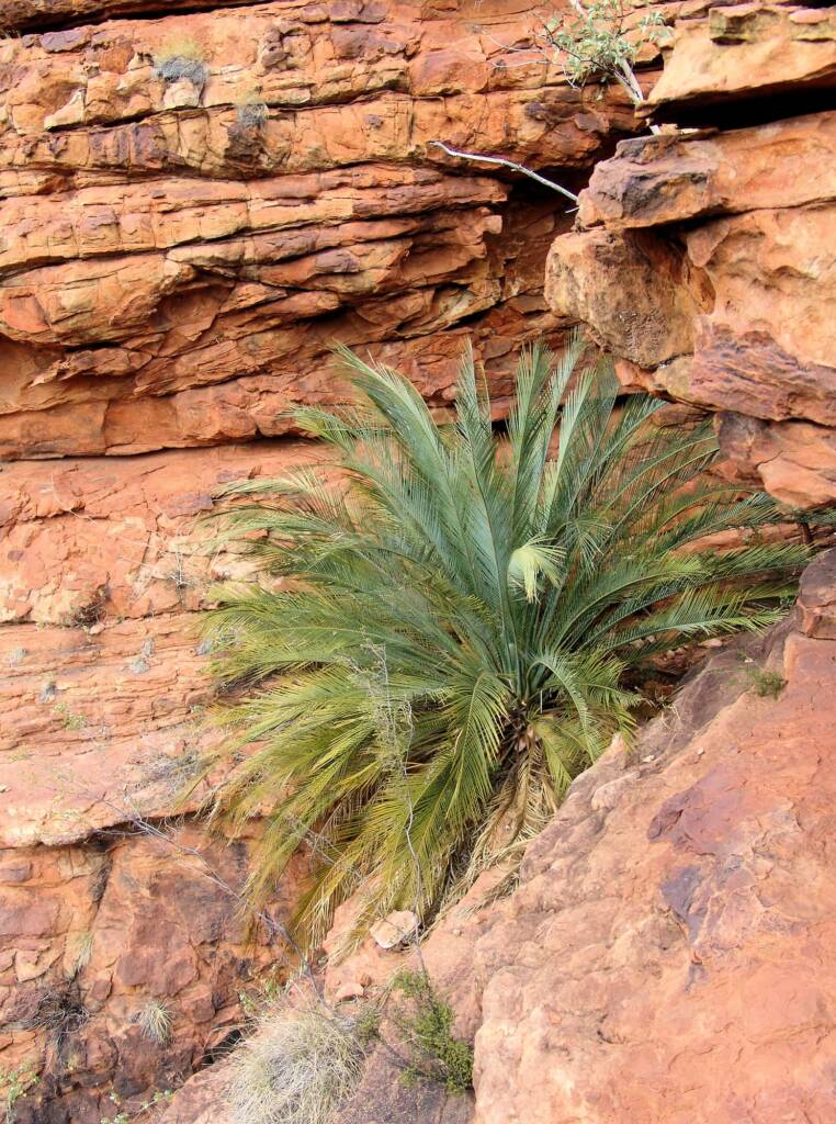 Macdonnell Ranges Cycad (Macrozamia macdonnellii), Kings Canyon