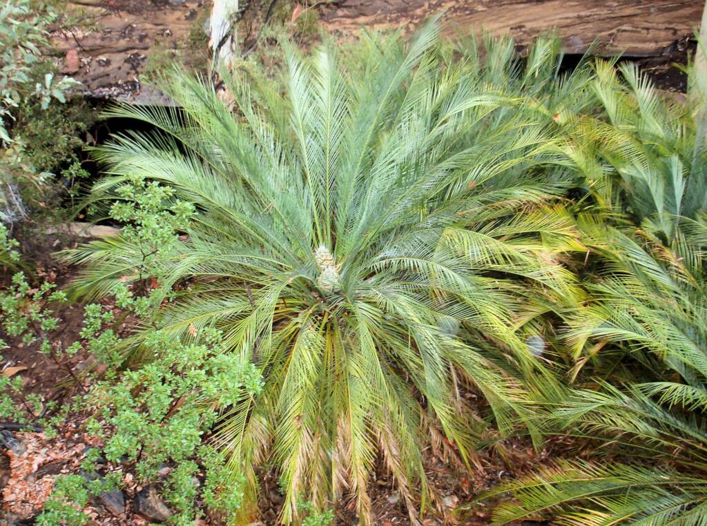 Macdonnell Ranges Cycad (Macrozamia macdonnellii), Kings Canyon