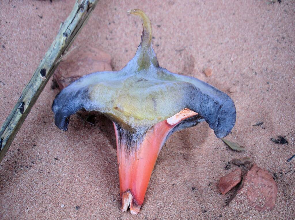 Seed of the Macdonnell Ranges Cycad (Macrozamia macdonnellii), Kings Canyon