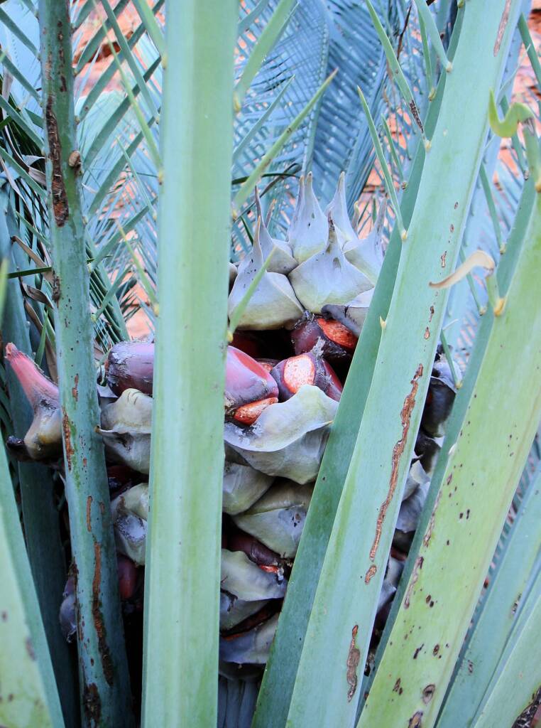 Macdonnell Ranges Cycad (Macrozamia macdonnellii), Kings Canyon