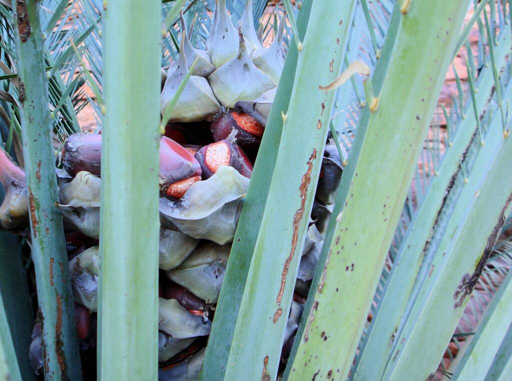 Macdonnell Ranges Cycad (Macrozamia macdonnellii), Kings Canyon