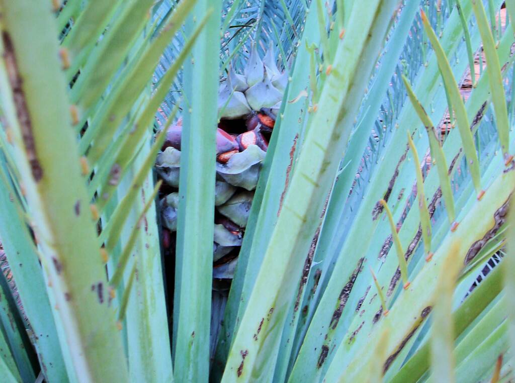 Macdonnell Ranges Cycad (Macrozamia macdonnellii), Kings Canyon