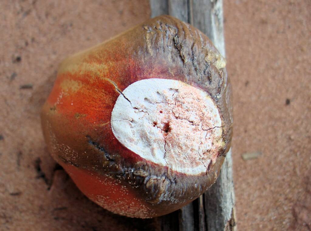 Macdonnell Ranges Cycad (Macrozamia macdonnellii), Kings Canyon