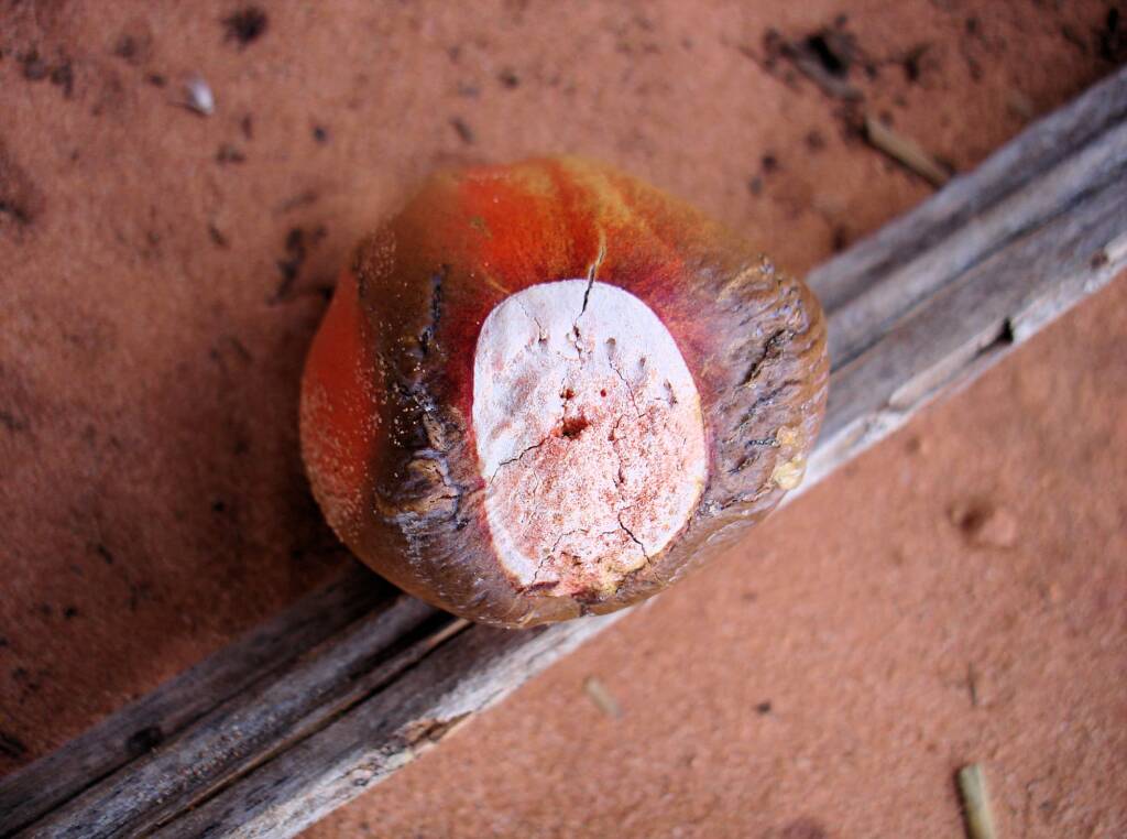 Macdonnell Ranges Cycad (Macrozamia macdonnellii), Kings Canyon