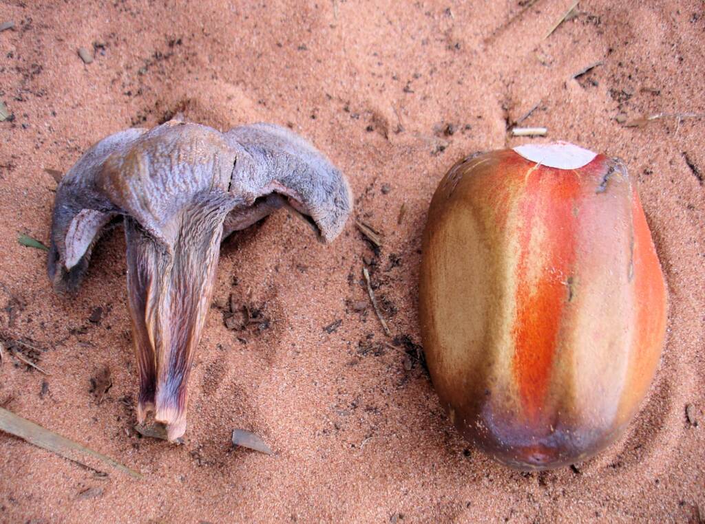 Macdonnell Ranges Cycad (Macrozamia macdonnellii), Kings Canyon