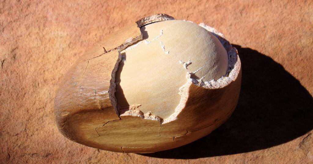 Macdonnell Ranges Cycad (Macrozamia macdonnellii), Kings Canyon