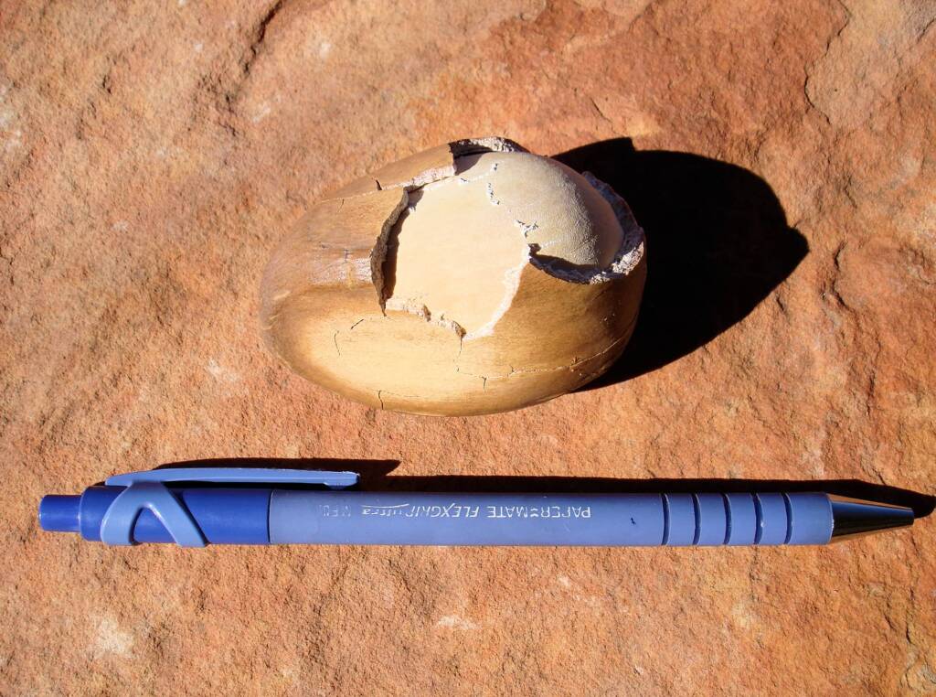 Macdonnell Ranges Cycad (Macrozamia macdonnellii), Kings Canyon