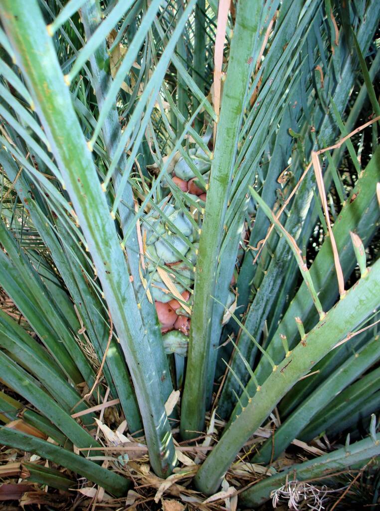 Macdonnell Ranges Cycad (Macrozamia macdonnellii), Kings Canyon