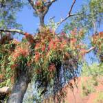 Amyema sanguinea mistletoe, Uluru-Kata Tjuta National Park