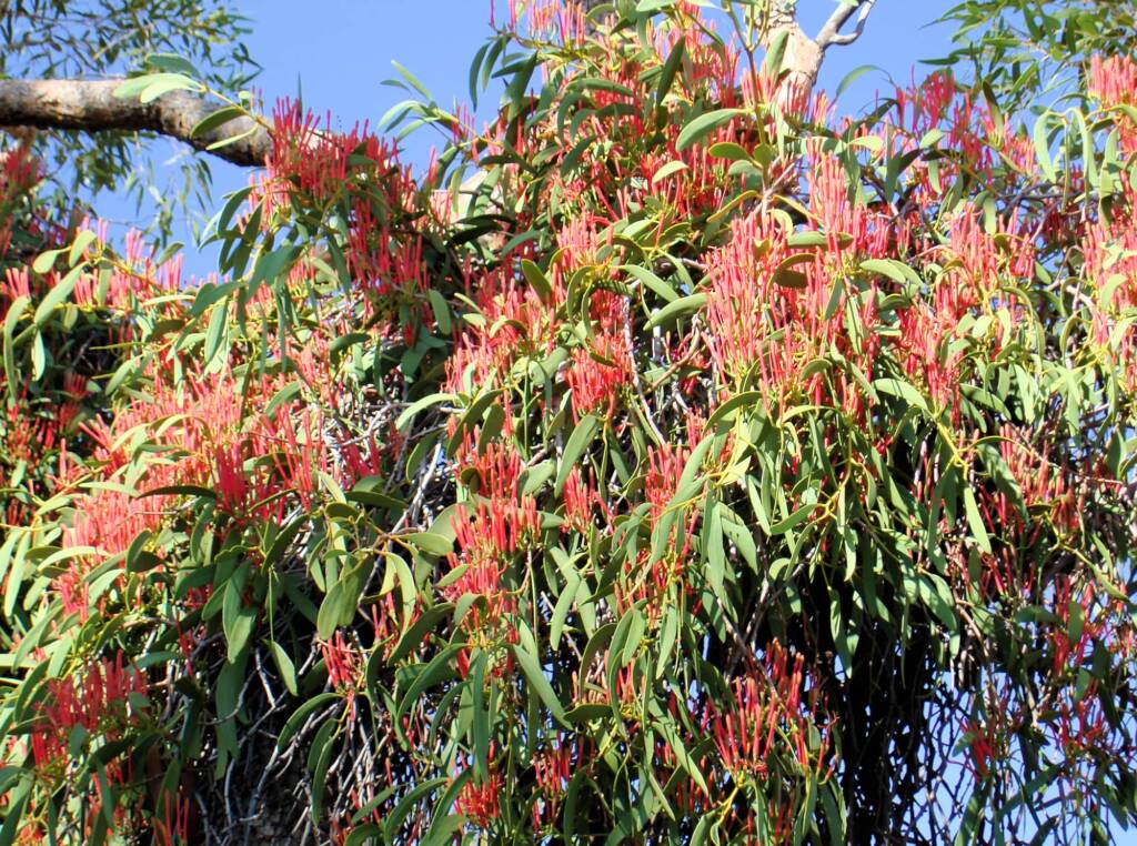 Amyema sanguinea mistletoe, Uluru-Kata Tjuta National Park