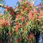Amyema sanguinea mistletoe, Uluru-Kata Tjuta National Park