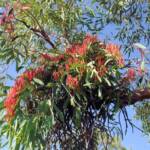 Amyema sanguinea mistletoe, Uluru-Kata Tjuta National Park
