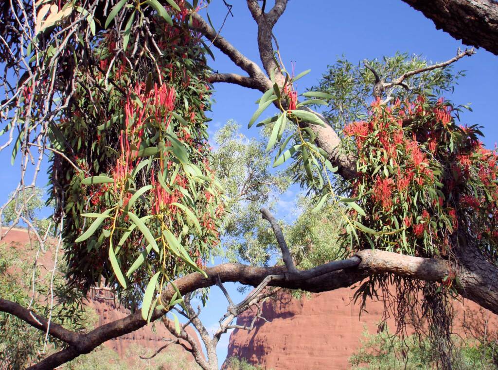 Amyema sanguinea mistletoe, Uluru-Kata Tjuta National Park