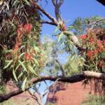 Amyema sanguinea mistletoe, Uluru-Kata Tjuta National Park