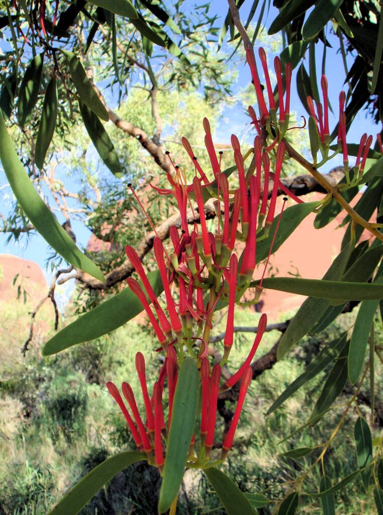Amyema sanguinea mistletoe, Uluru-Kata Tjuta National Park