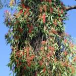 Amyema sanguinea mistletoe, Uluru-Kata Tjuta National Park