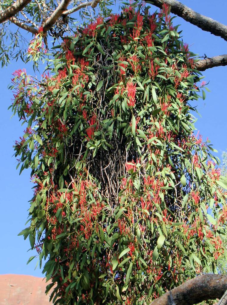 Amyema sanguinea mistletoe, Uluru-Kata Tjuta National Park