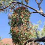 Amyema sanguinea mistletoe, Uluru-Kata Tjuta National Park