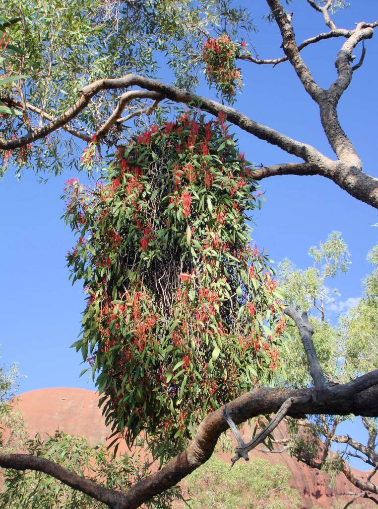 Amyema sanguinea mistletoe, Uluru-Kata Tjuta National Park