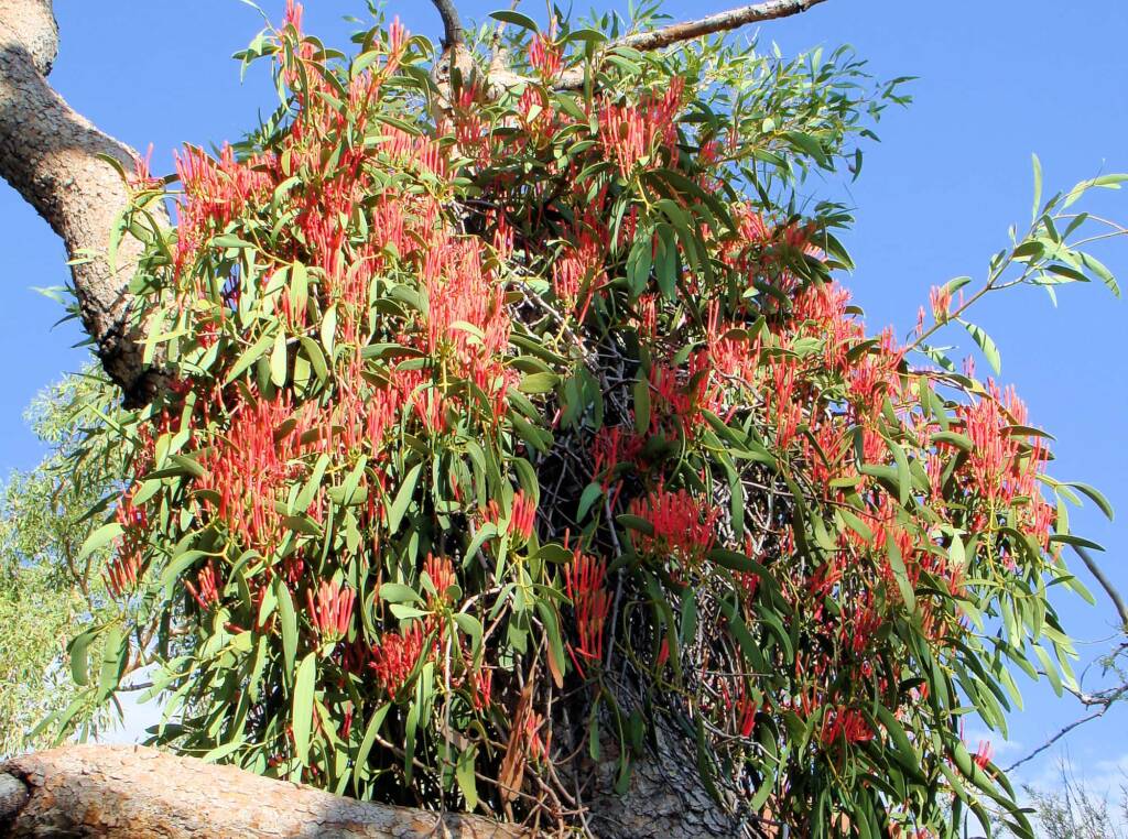 Amyema sanguinea mistletoe, Uluru-Kata Tjuta National Park