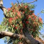 Amyema sanguinea mistletoe, Uluru-Kata Tjuta National Park