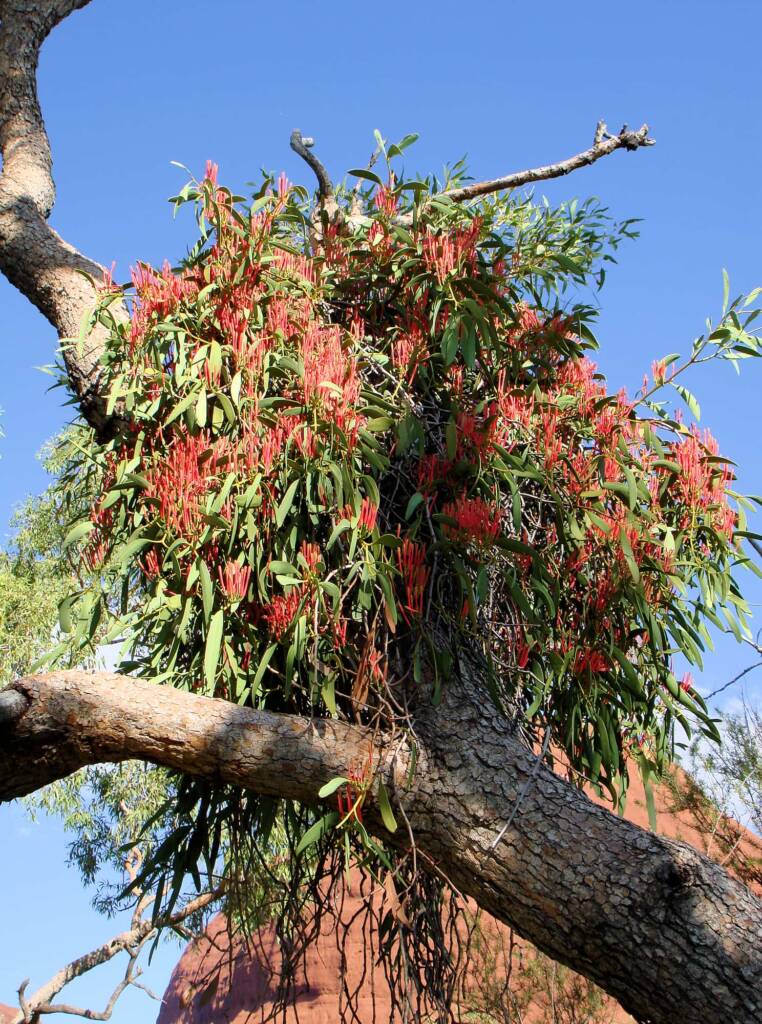 Amyema sanguinea mistletoe, Uluru-Kata Tjuta National Park