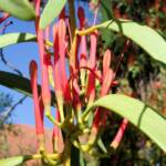 Amyema sanguinea mistletoe, Uluru-Kata Tjuta National Park