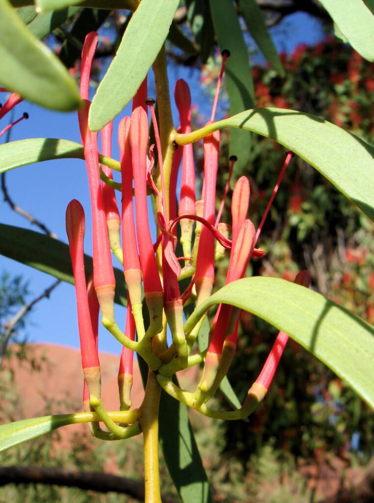 Amyema sanguinea mistletoe, Uluru-Kata Tjuta National Park