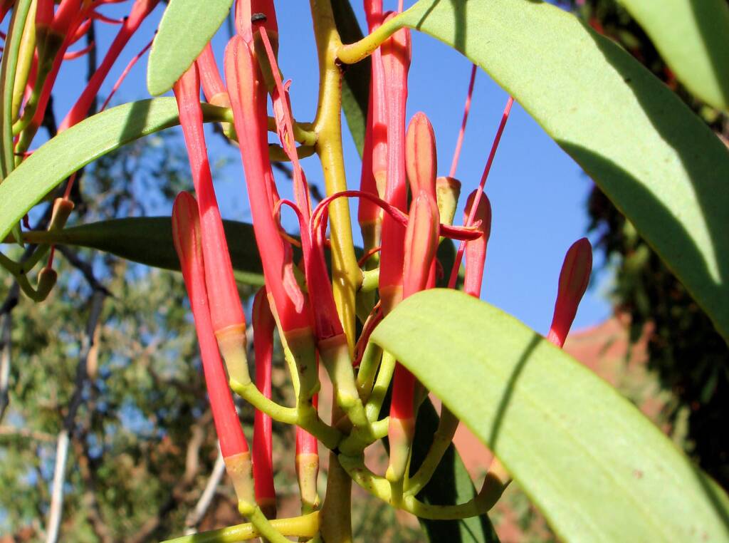 Amyema sanguinea mistletoe, Uluru-Kata Tjuta National Park